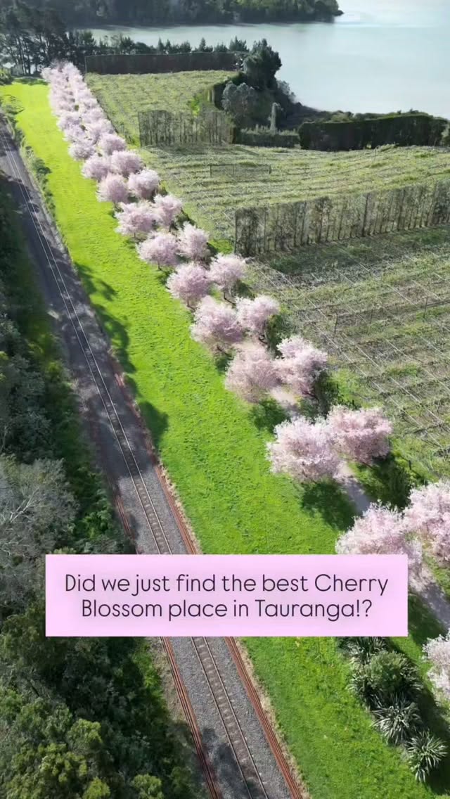 Tauranga Cherry Blossom Walkway and Bridge