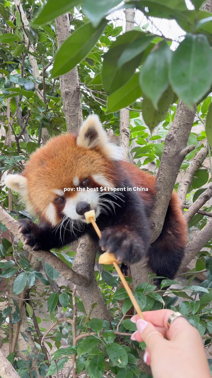 Shanghai Wild Animal Park's Red Panda Attraction