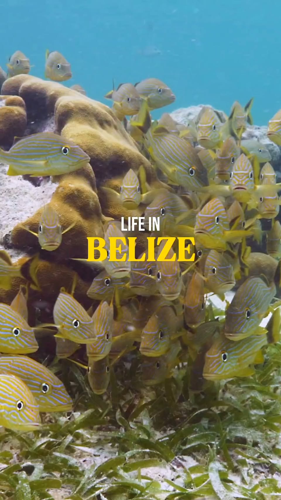 Belize's Top Sites For Marine Life And History