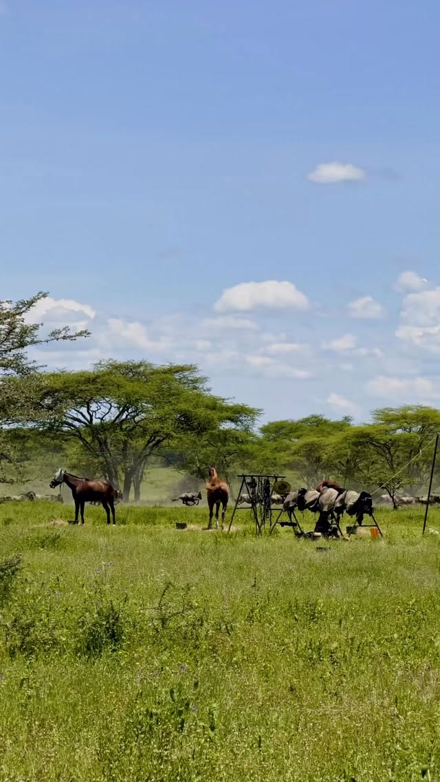 Serengeti National Park: A Wild Safari Adventure