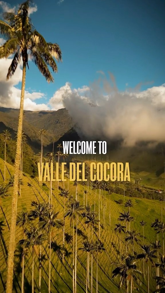Cocora Valley's Towering Wax Palms