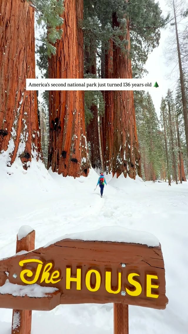 Sequoia National Park's Ancient Giant Trees