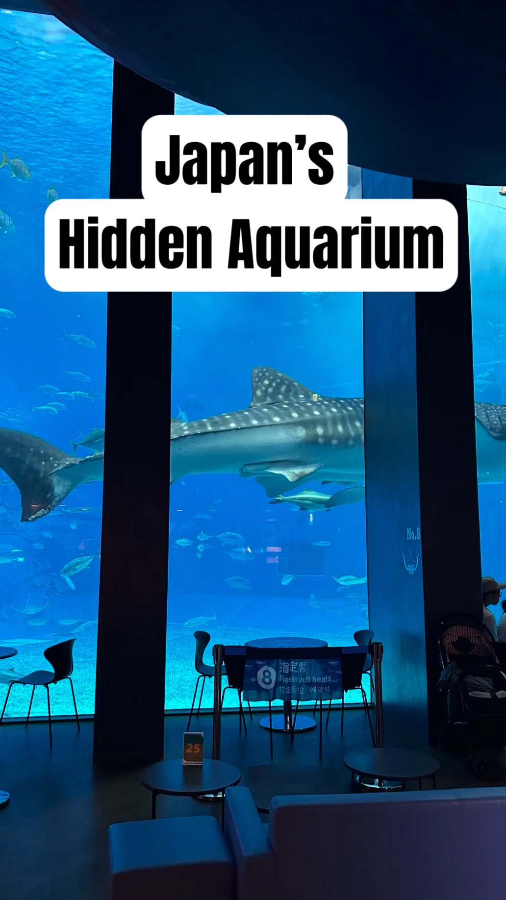 Okinawa Aquarium Offers Whale Sharks and Dolphin Shows