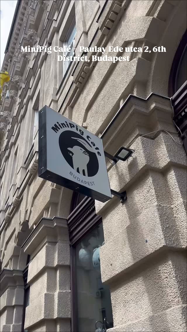 Budapest MiniPig Cafe Adventure