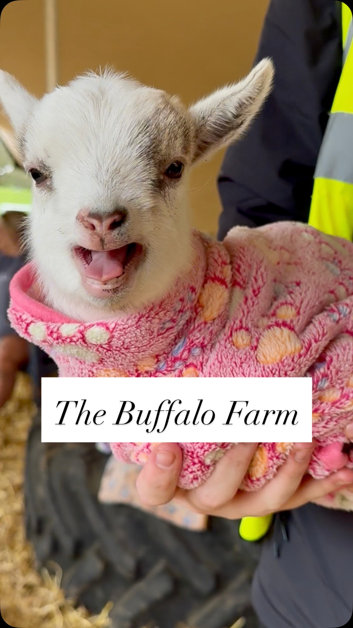 Visit The Buffalo Farm For Goat Cuddles