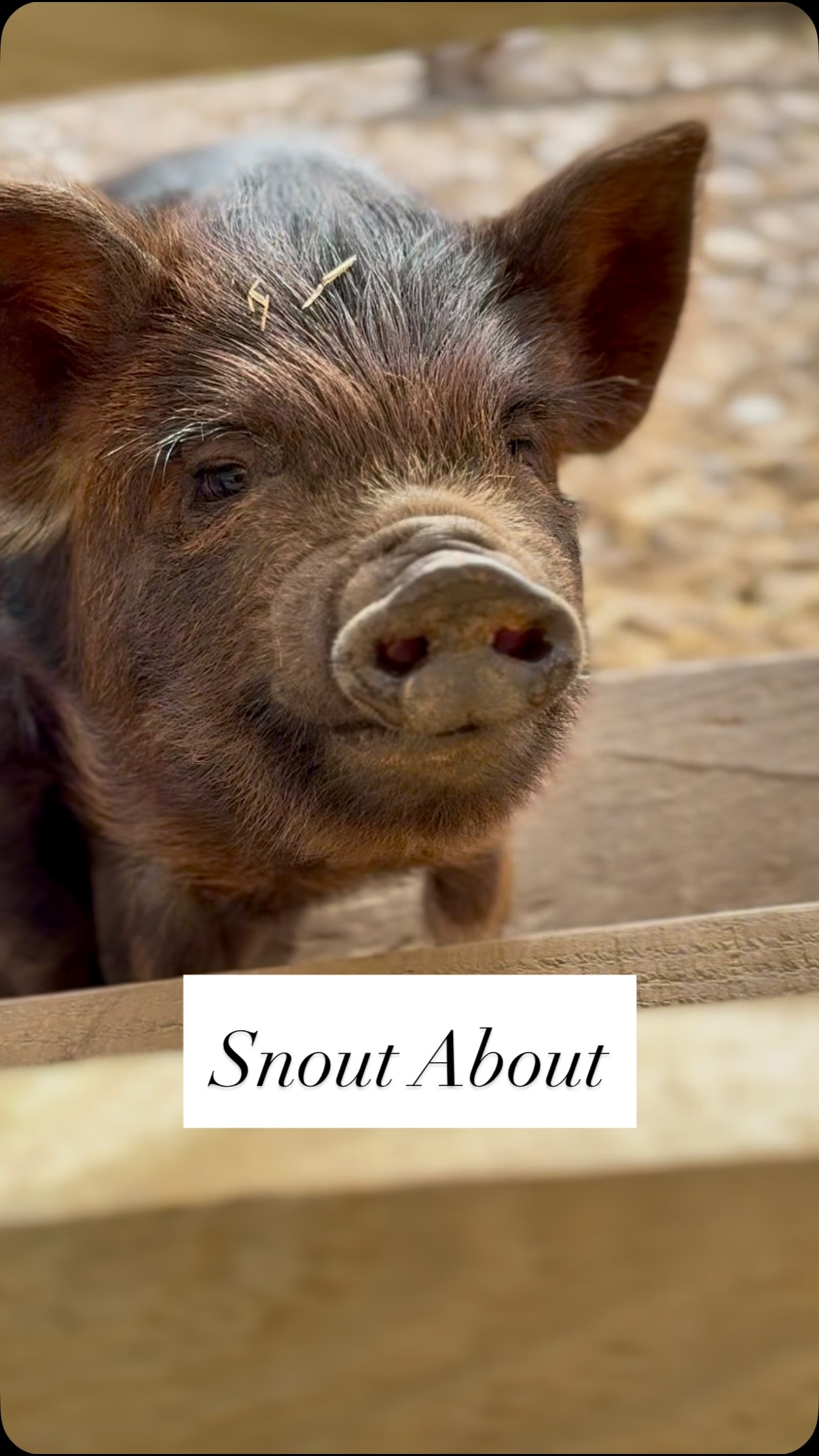Dundee Animal Experience Features Kunekune Pig Encounters