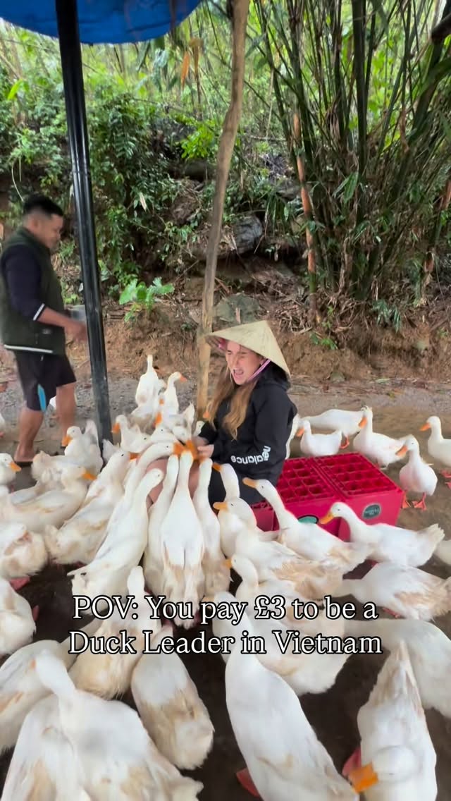 Duck Leader Experience In Vietnam
