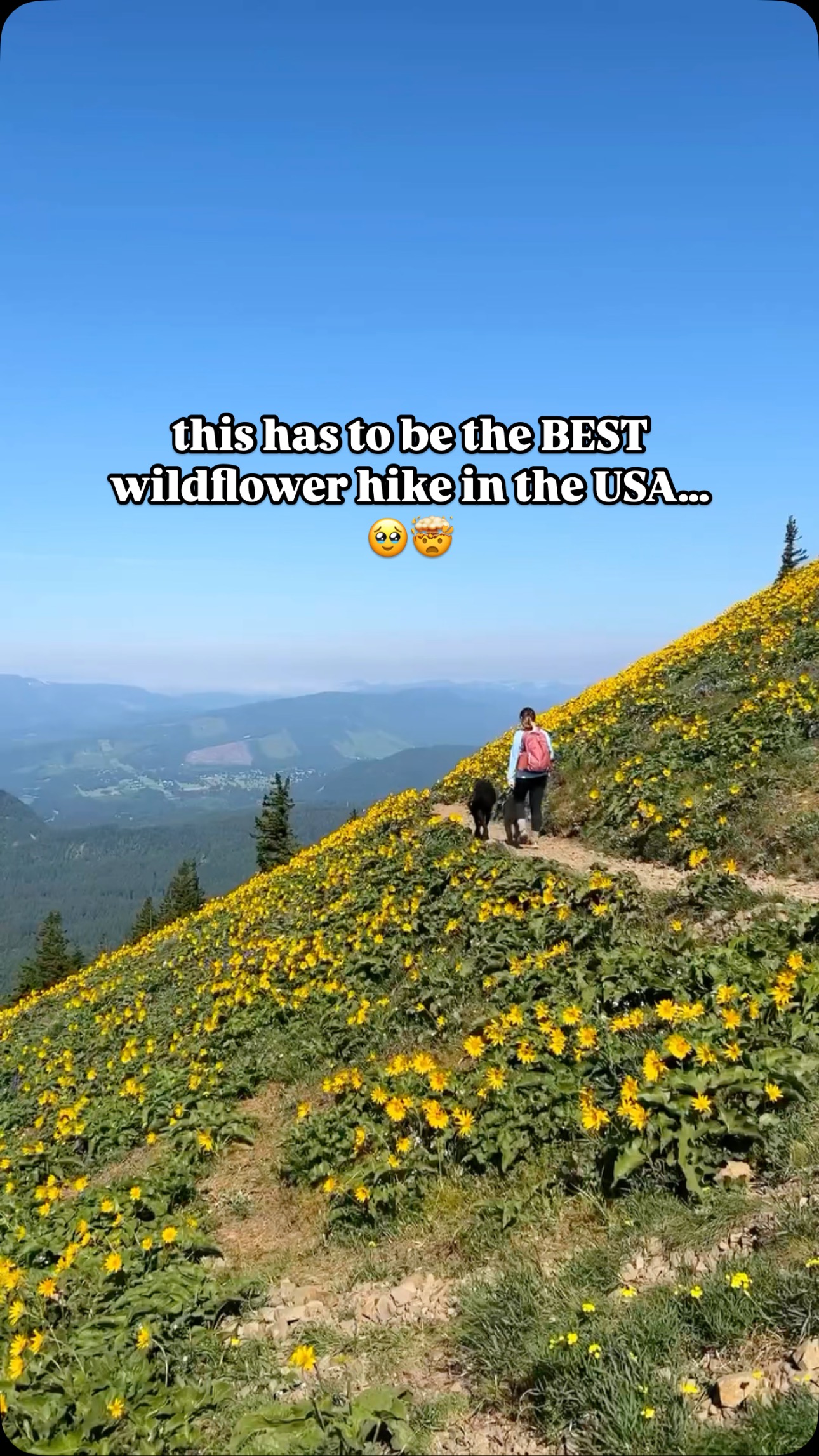Columbia River Gorge Wildflower Hikes