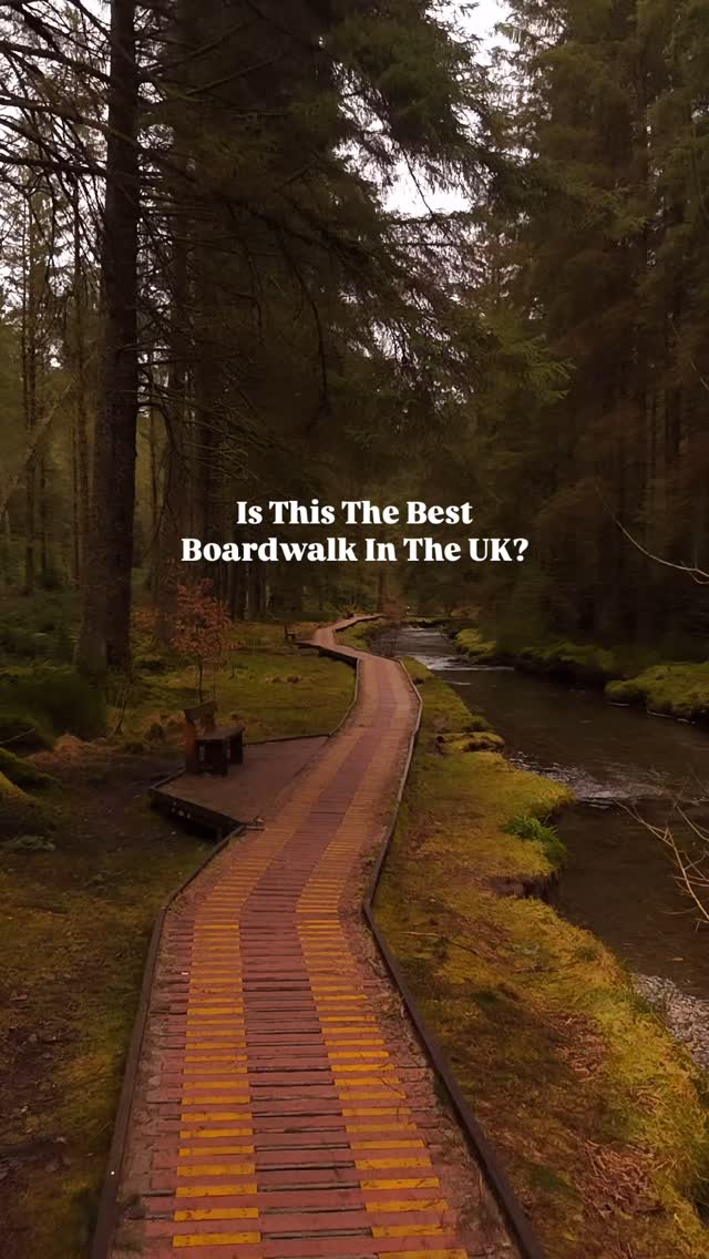 Scenic Boardwalks Through Wales' Hafren Forest
