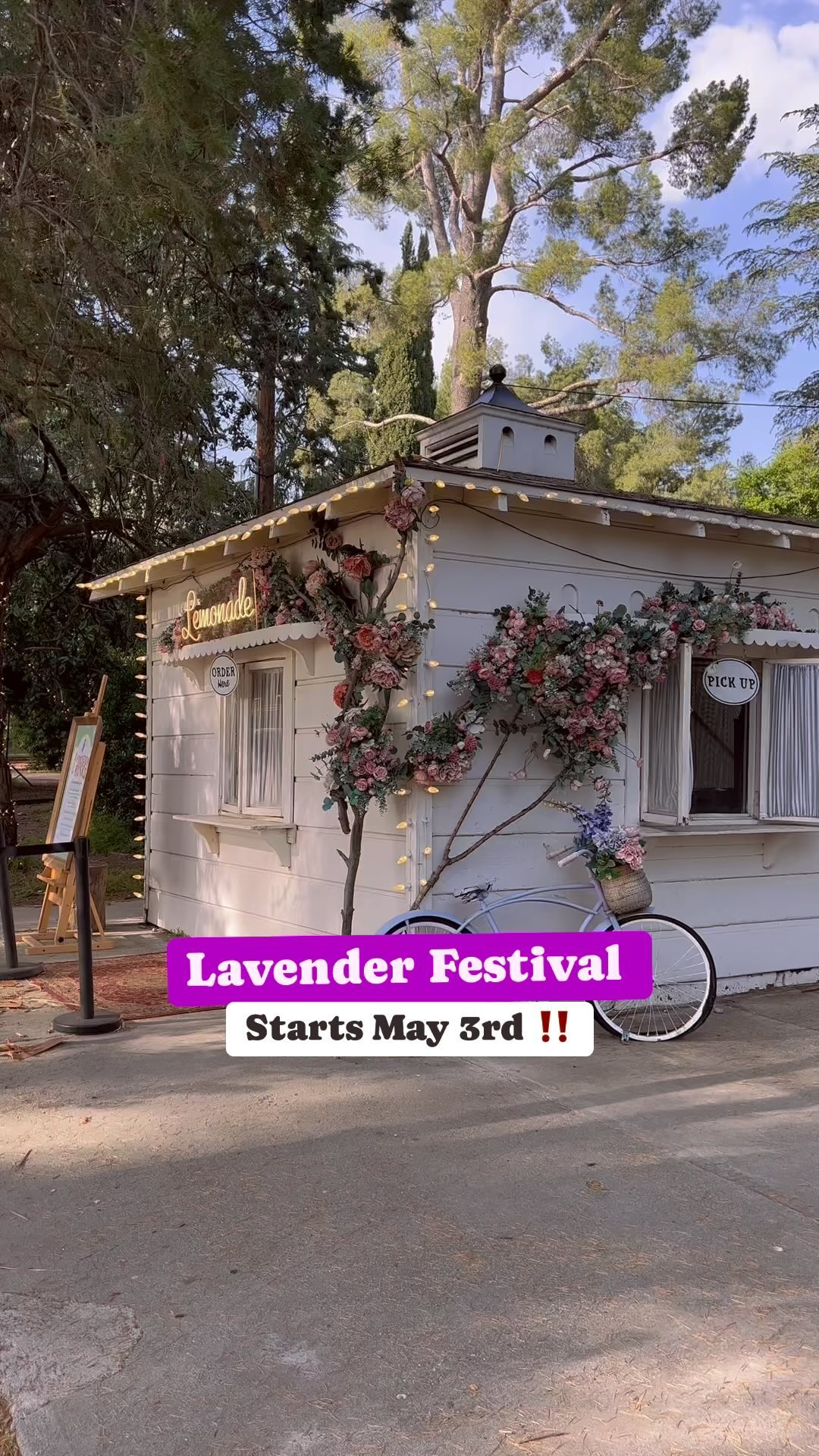 Lavender Fields and Mazes at 123 Farm