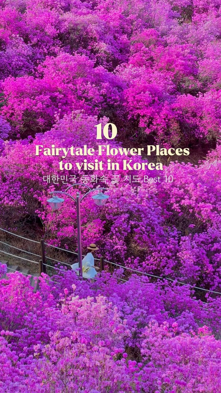 Fairytale Flower Destinations Across Korea