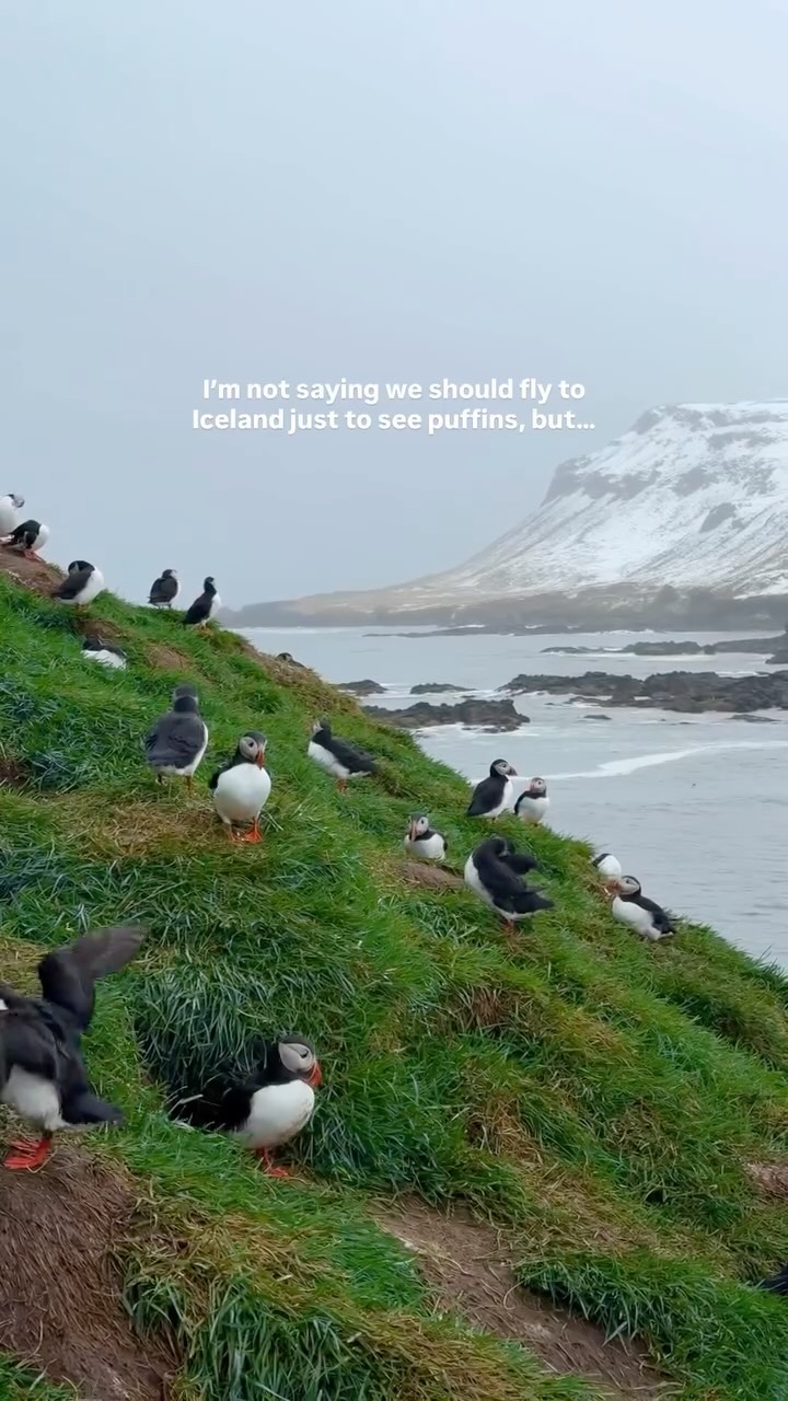 Hafnarhólmi: Best Iceland Spot For Puffins
