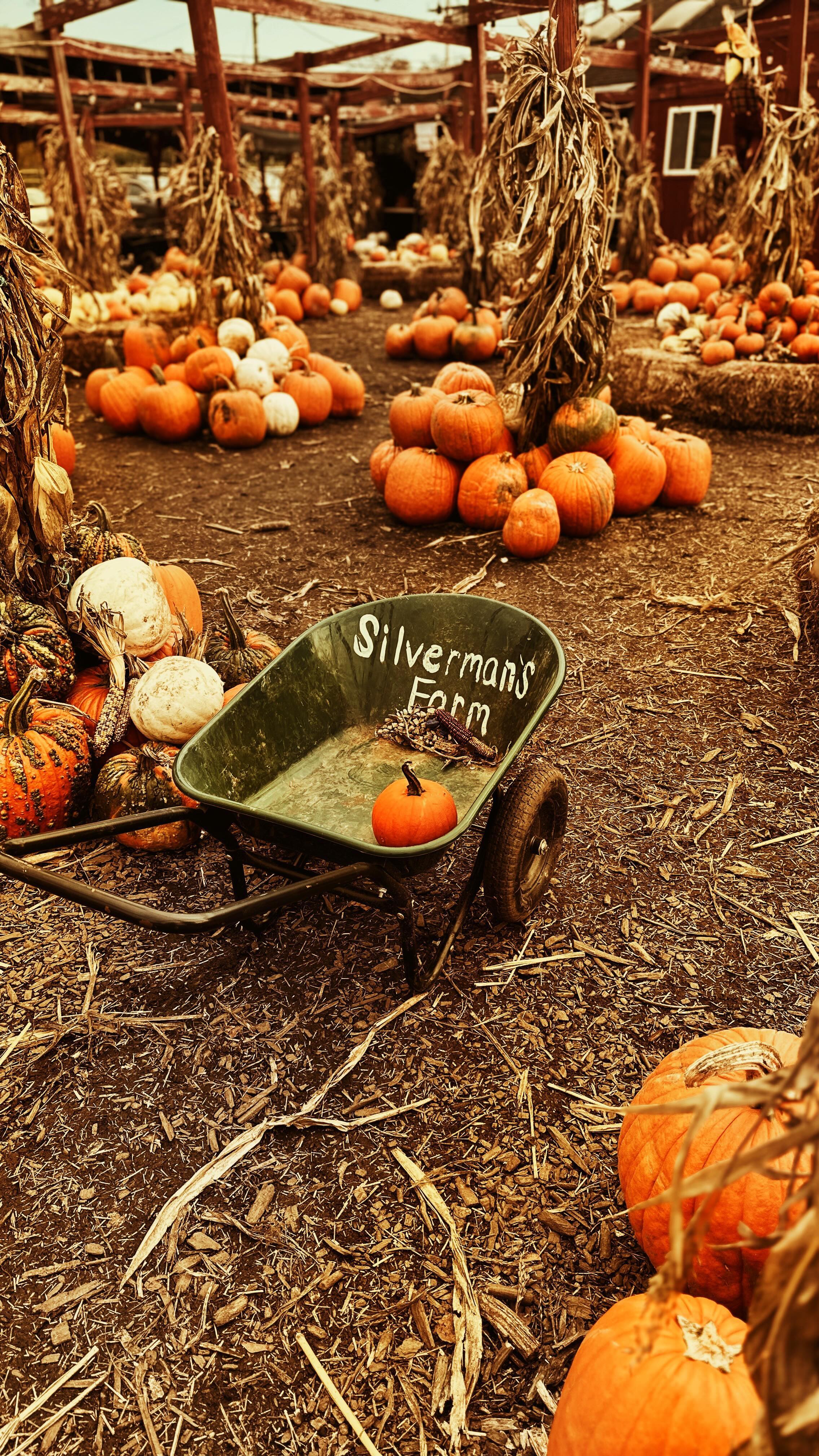 Connecticut Fall Bucket List: Farms, Forests, and Markets