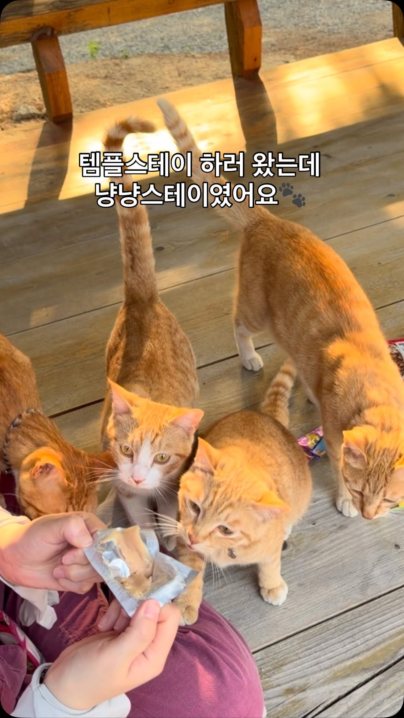 Temple Stay Offers Healing With Cats