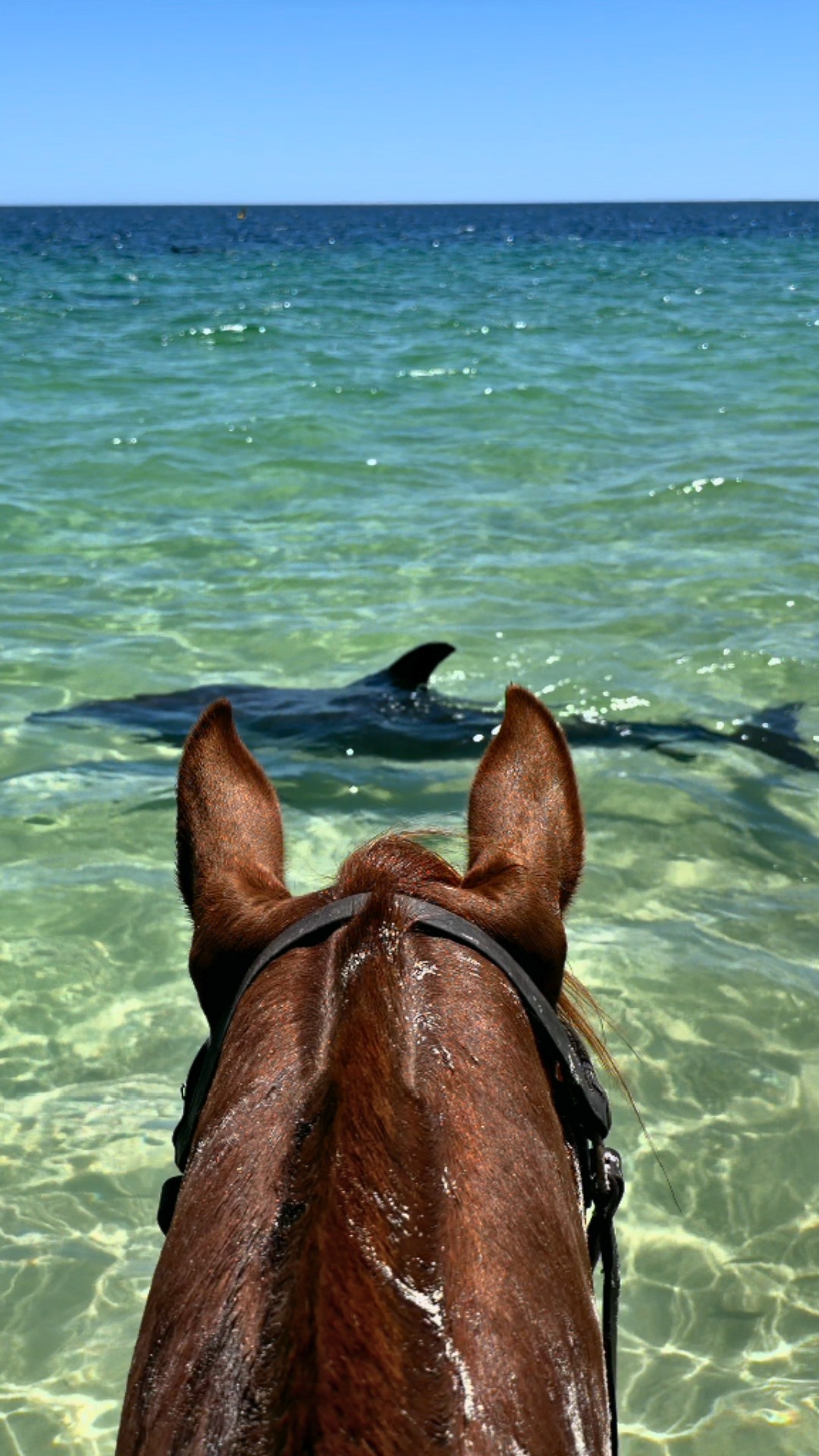 Horse Riding Adventures in Margaret River Region