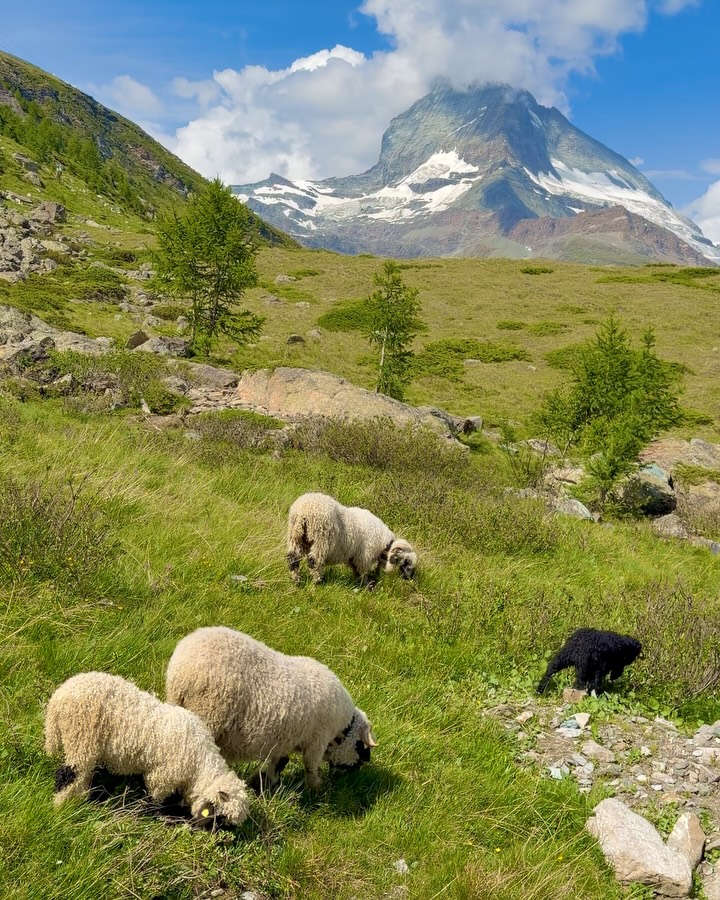 Swiss Sheep Experience With Matterhorn Views