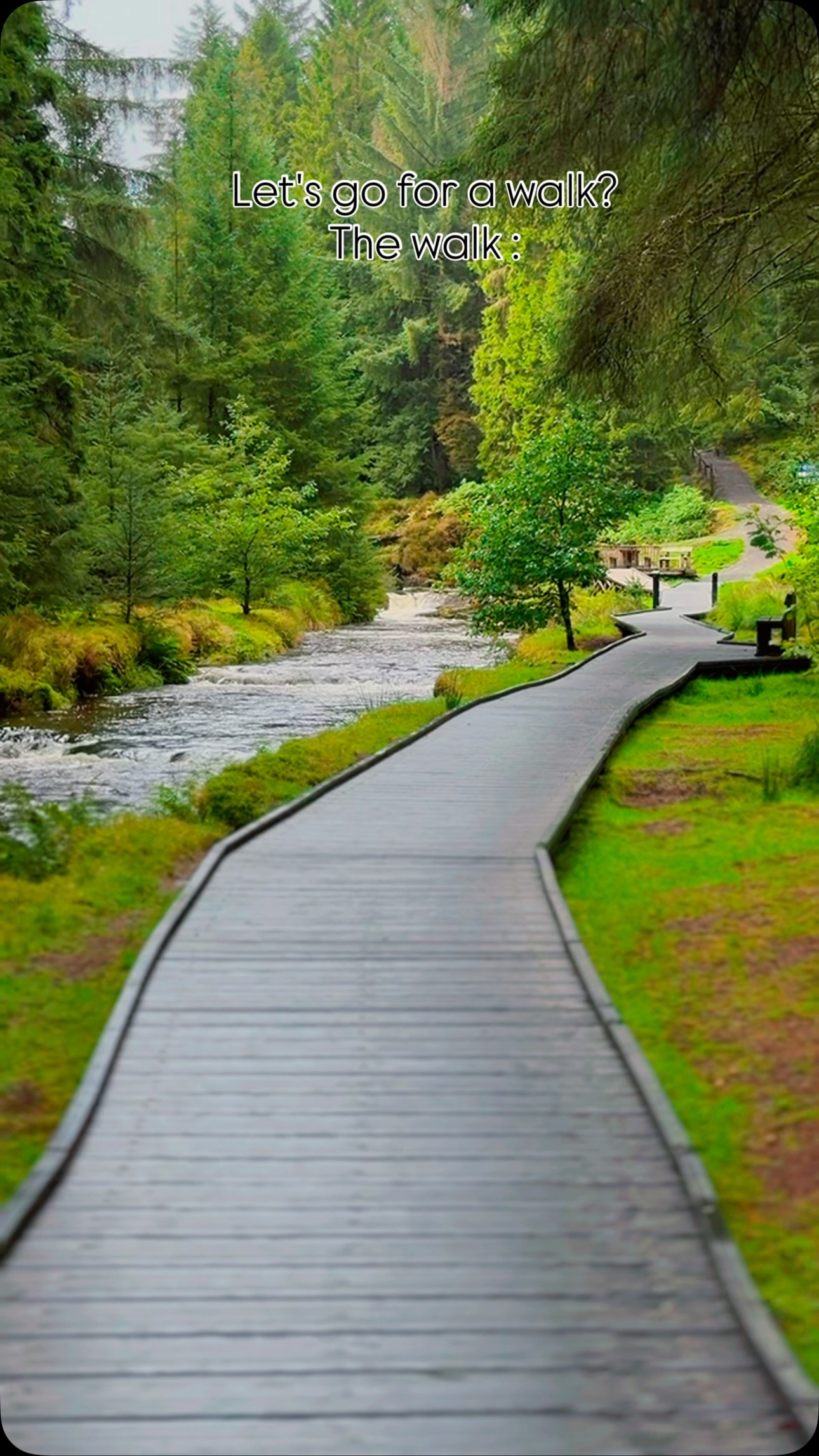 Hafren Forest Boardwalk Nature Trail