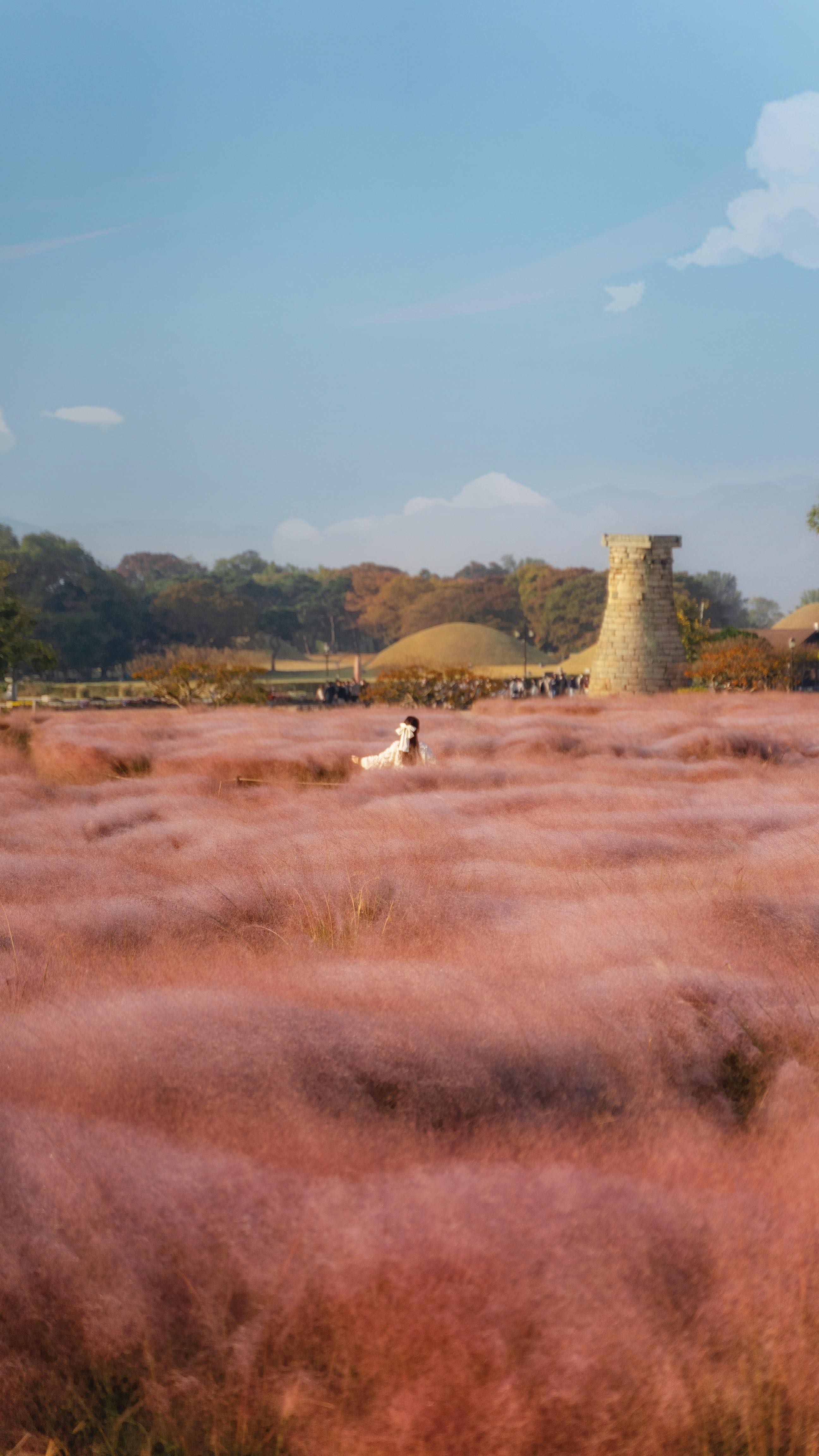 South Korea's Best Pink Muhly Grass Spots