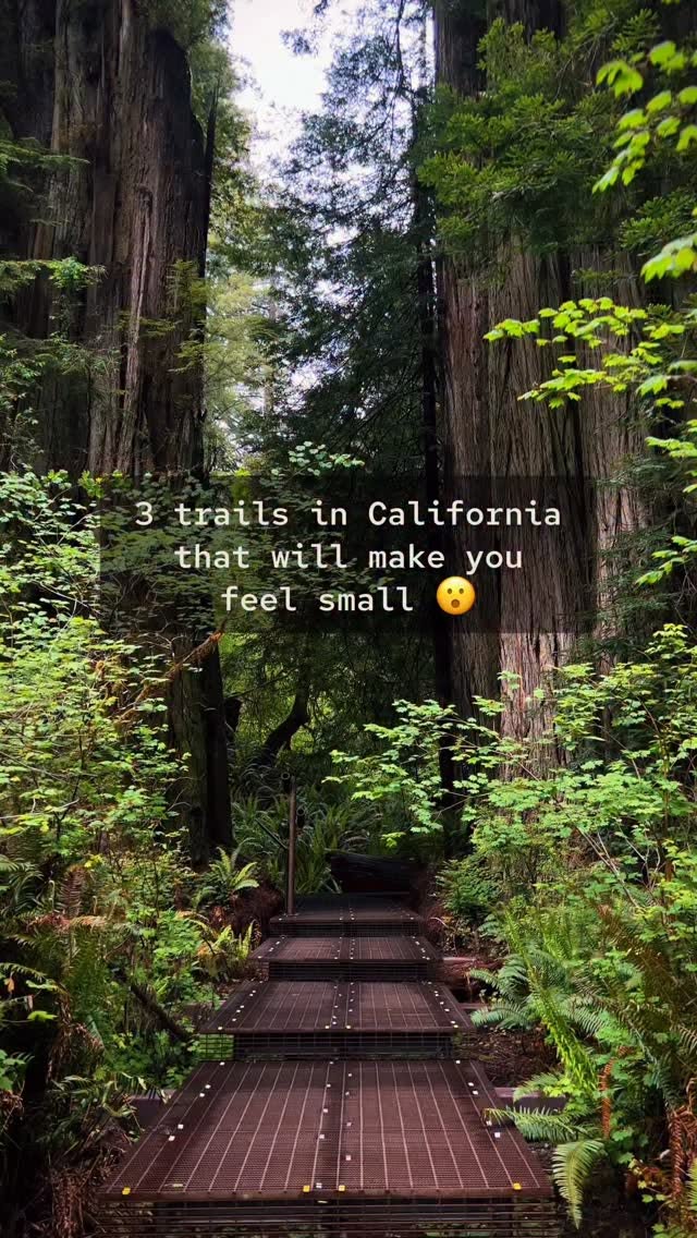 California Redwoods Trails Make You Feel Tiny