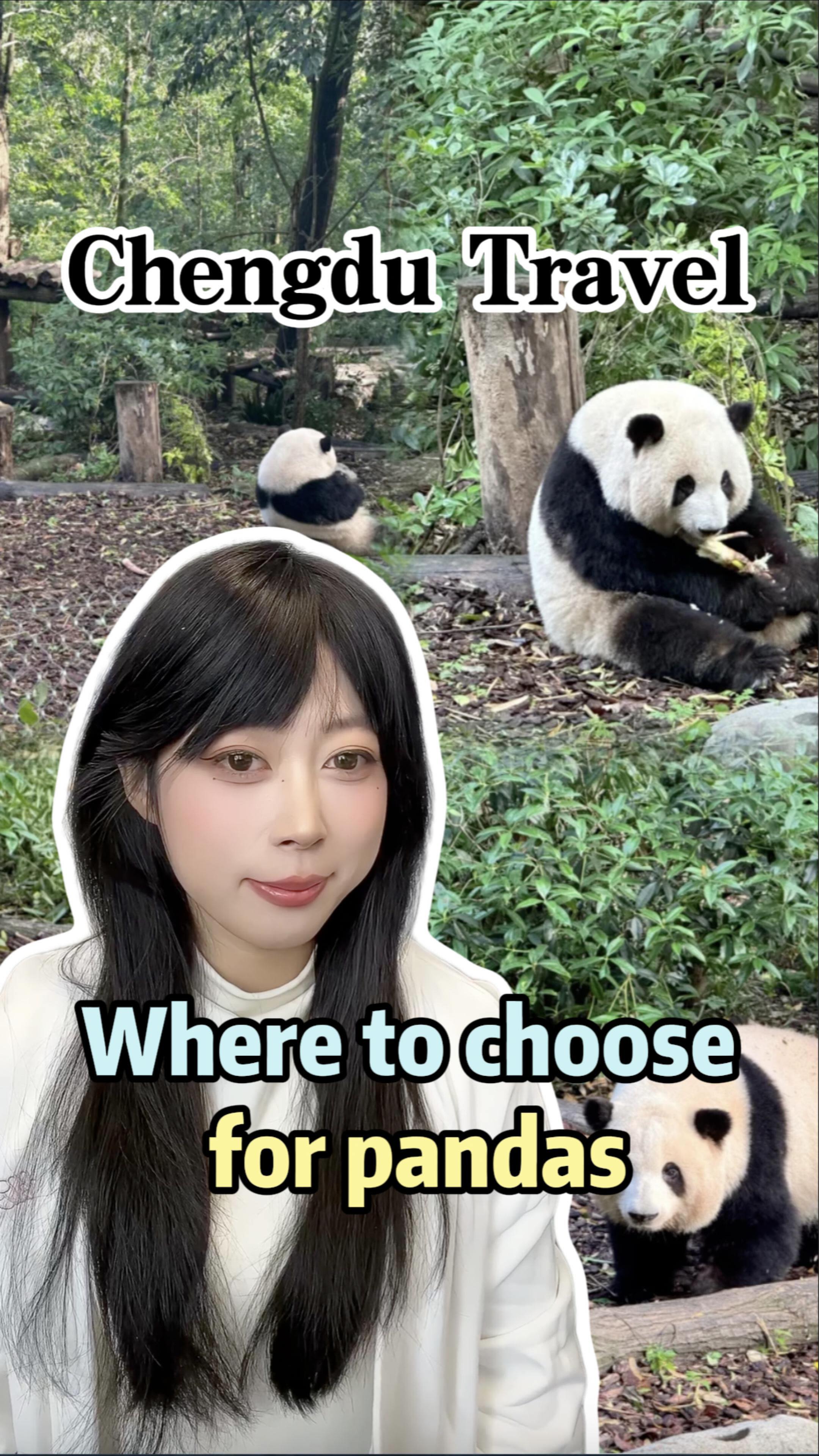 Chengdu Panda Viewing Locations Compared