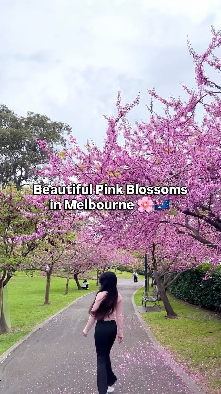 Pink Blossoms Bloom At Flagstaff Gardens