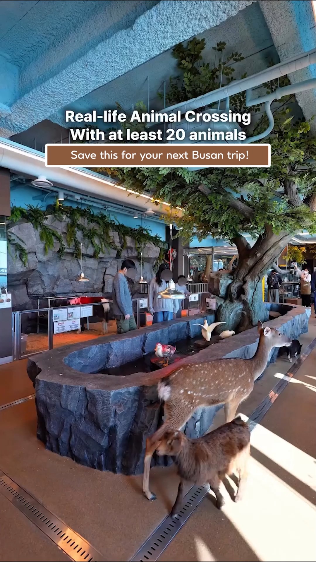 Busan Animal Cafe Features Free-Roaming Animals