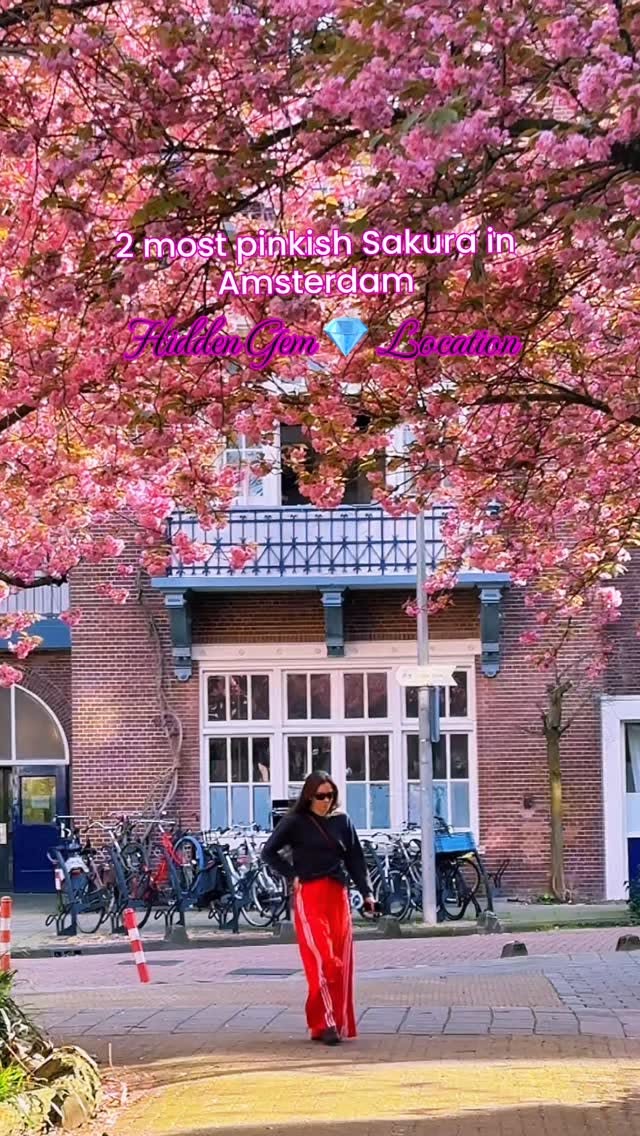 Amsterdam's Hidden Sakura Spots