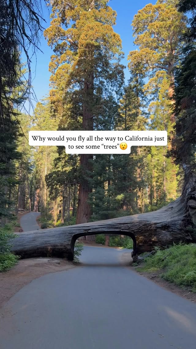 Sequoia National Park's Giant Trees and Natural Wonders