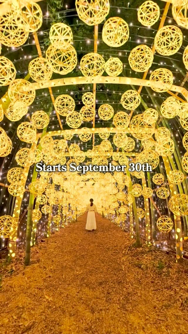 Arashiyama Bamboo Forest Illuminated Night Event