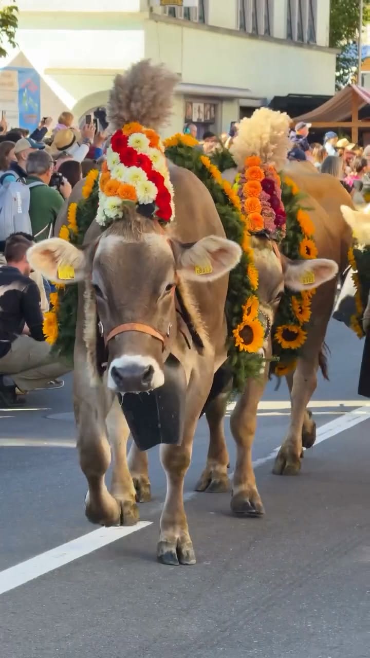 Schüpfheim's Festive Cow Parade
