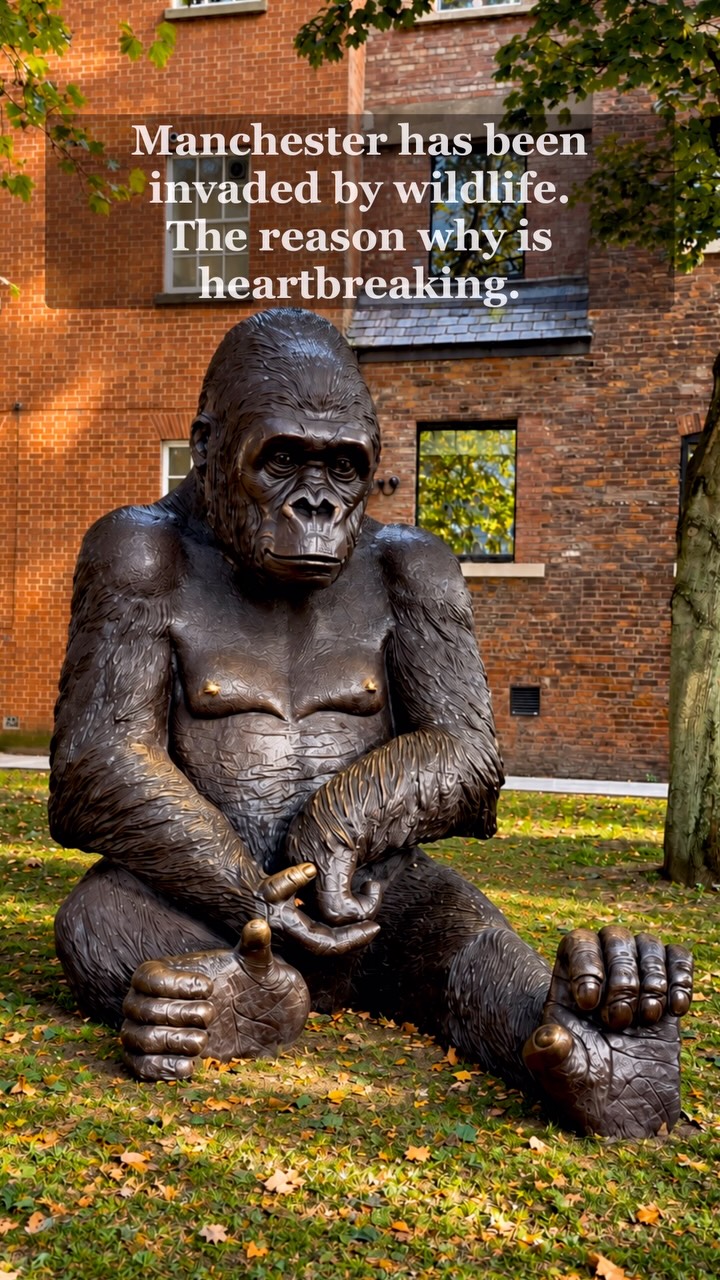 Manchester's Wild About Wildlife Bronze Animal Sculptures
