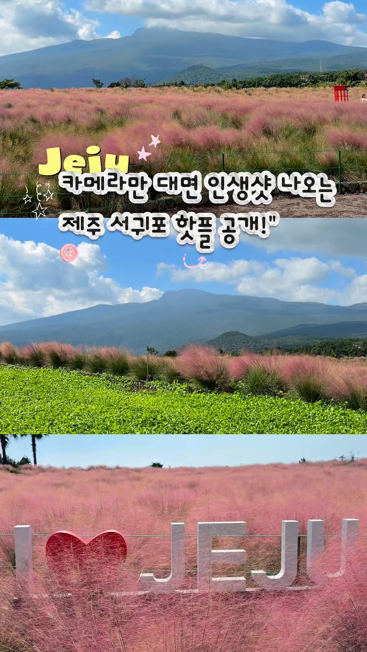 Hueree Nature Life Park's Pink Muhly Grass Fields
