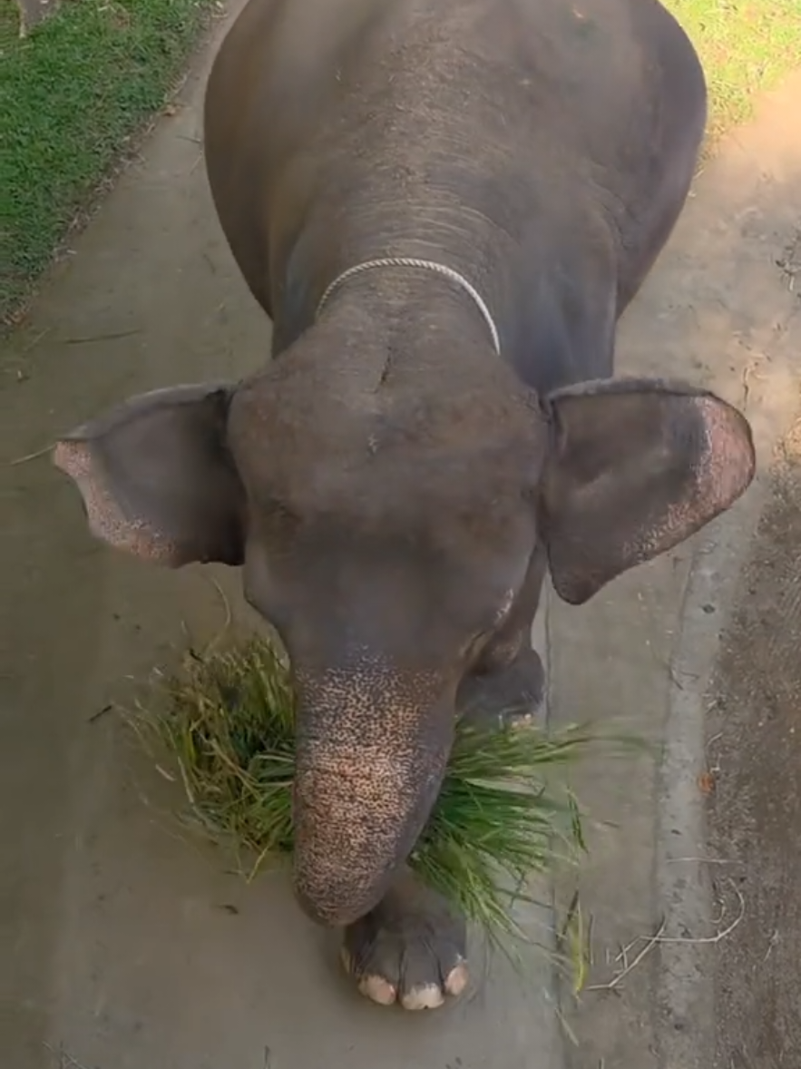 Elephant Safari Park Lodge Bali