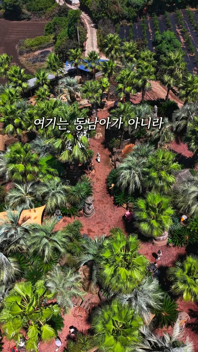 Jeju Cafe Offers Tangerine Picking And Animal Encounters