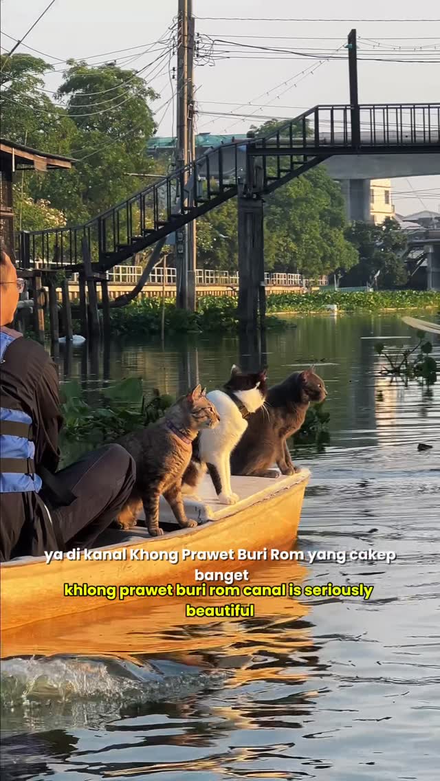 Bangkok's Cat-Friendly Canal Boat and Old Market Adventure