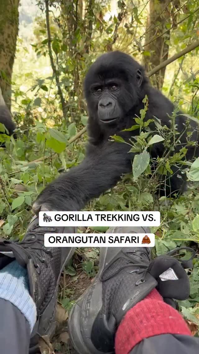 Uganda Gorilla Trekking Versus Borneo Orangutan Safaris