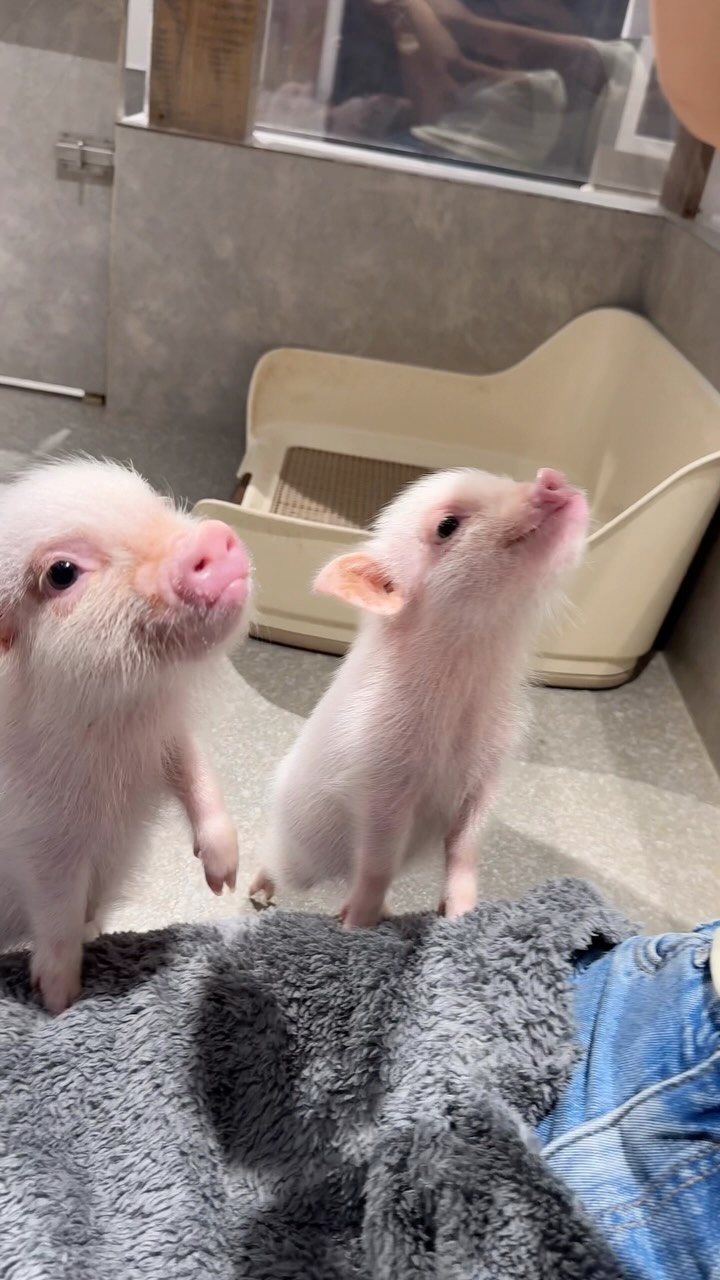 Mini Pig Cafe Experience In Asakusa