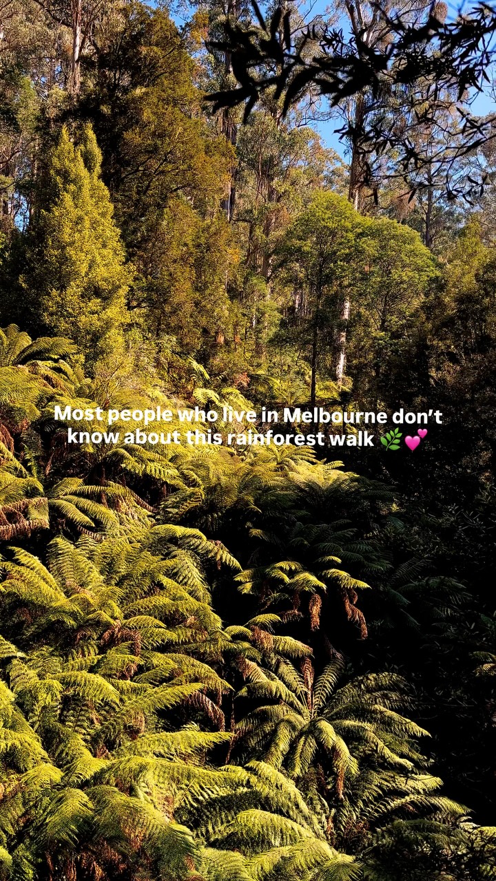 Victoria's Lush Rainforest With Suspension Bridge