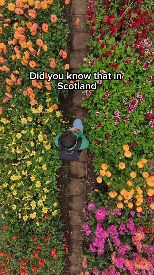 Scottish Attractions: Palace, Cave, and Woodland
