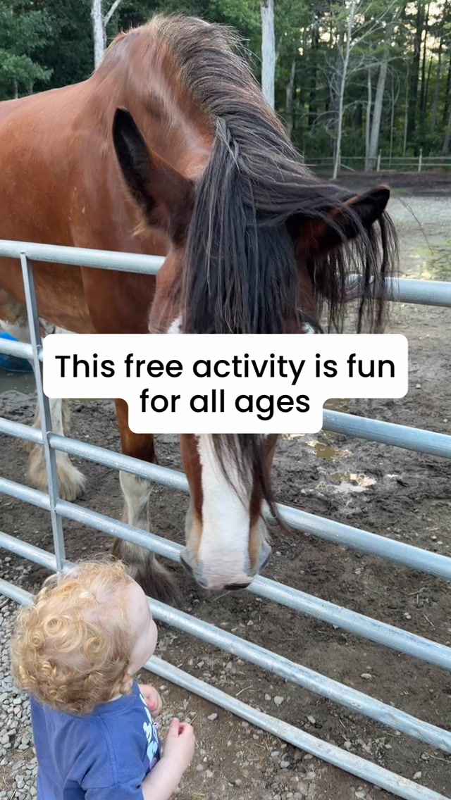 Free Family Farm With Over 100 Animals