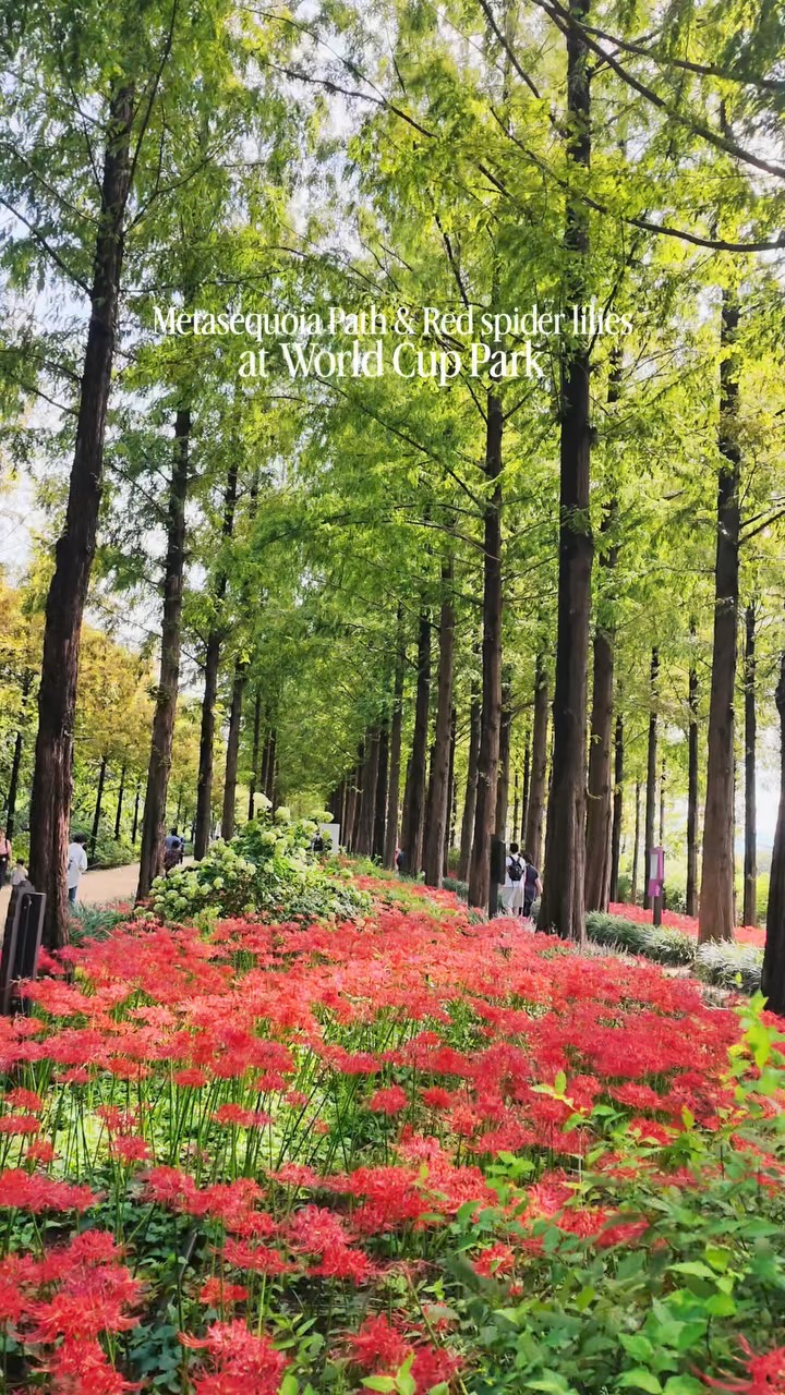 Seoul Parks Feature Autumn Metasequoia and Red Spider Lilies