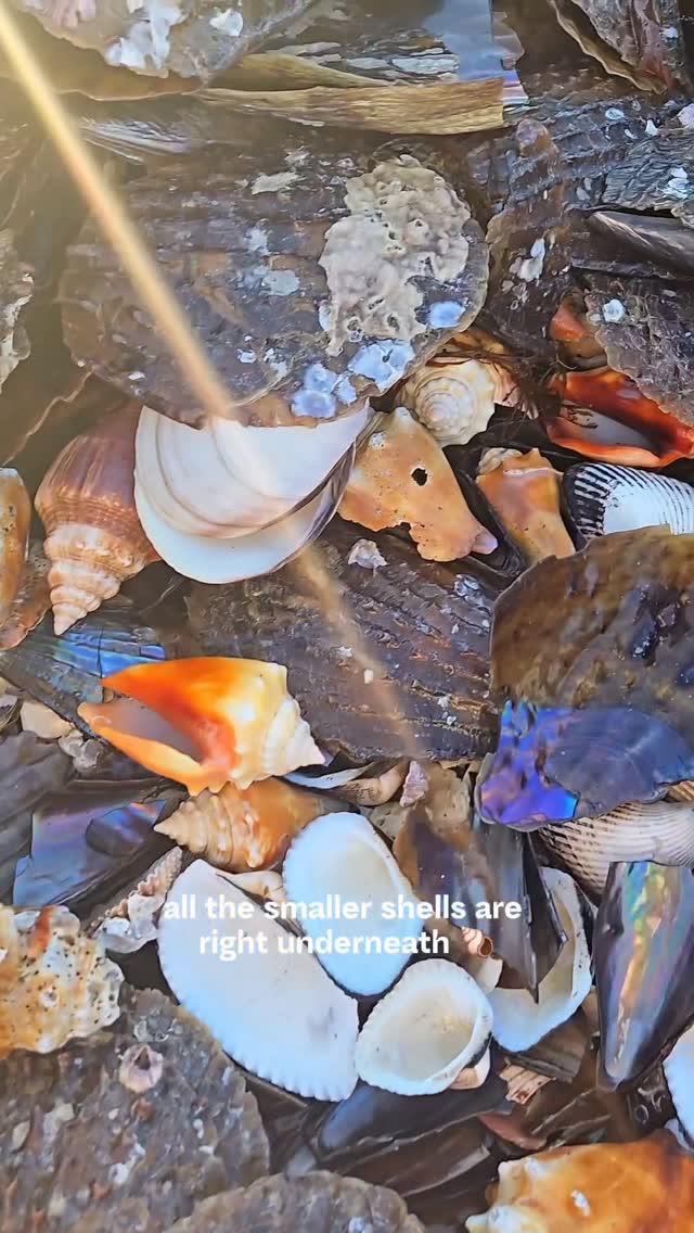 Shelling Adventure at Ten Thousand Islands