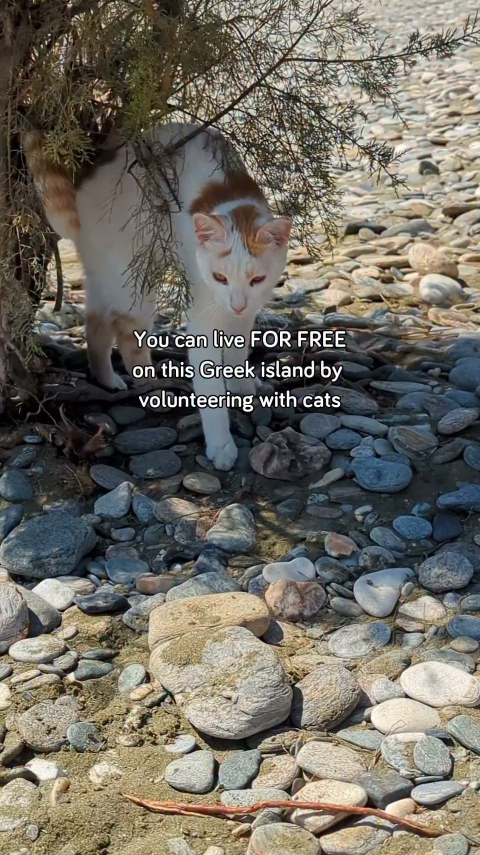 Volunteering at a Cat Sanctuary on a Greek Island