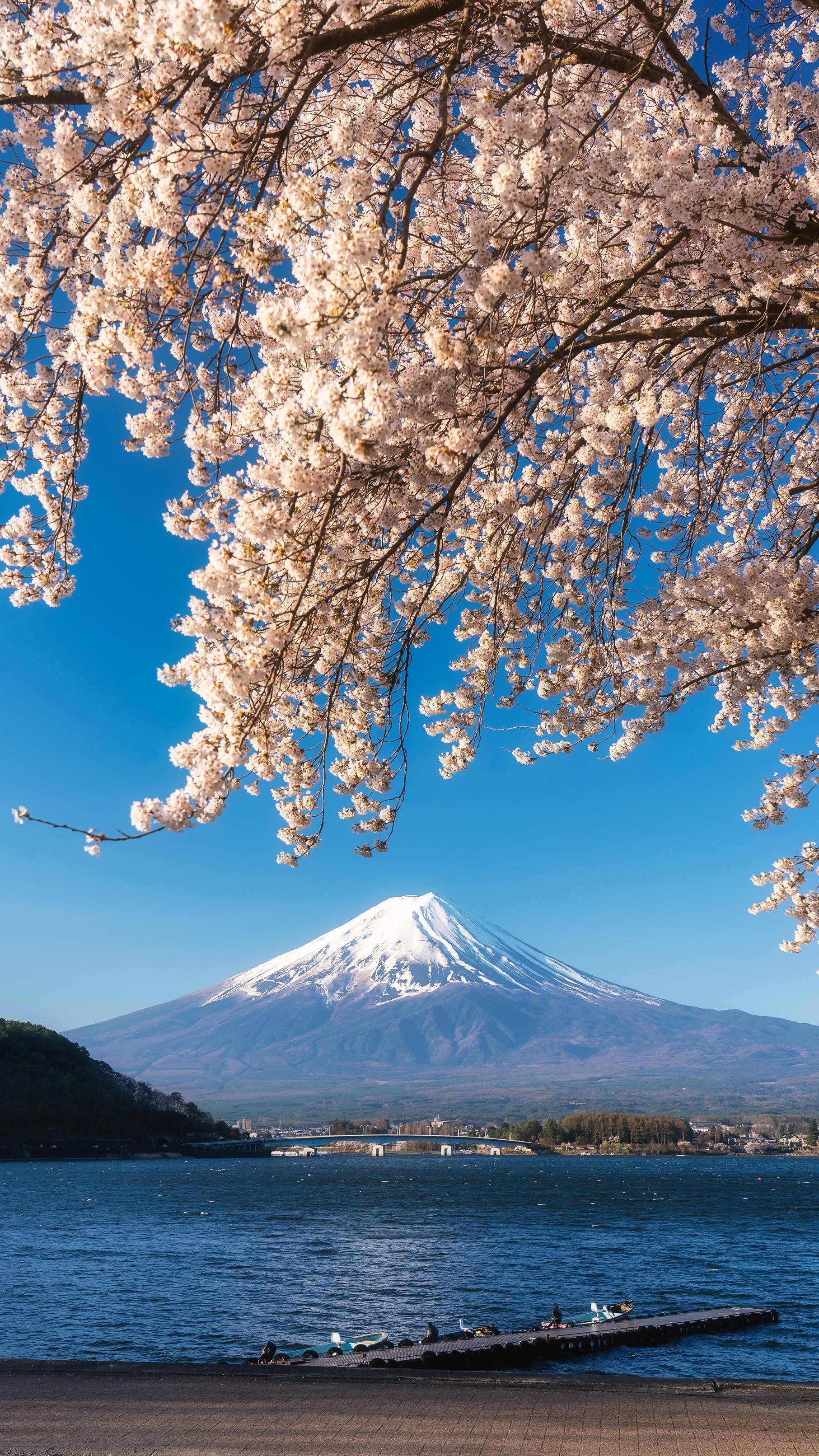 Mt. Fuji Views With Cherry Blossoms
