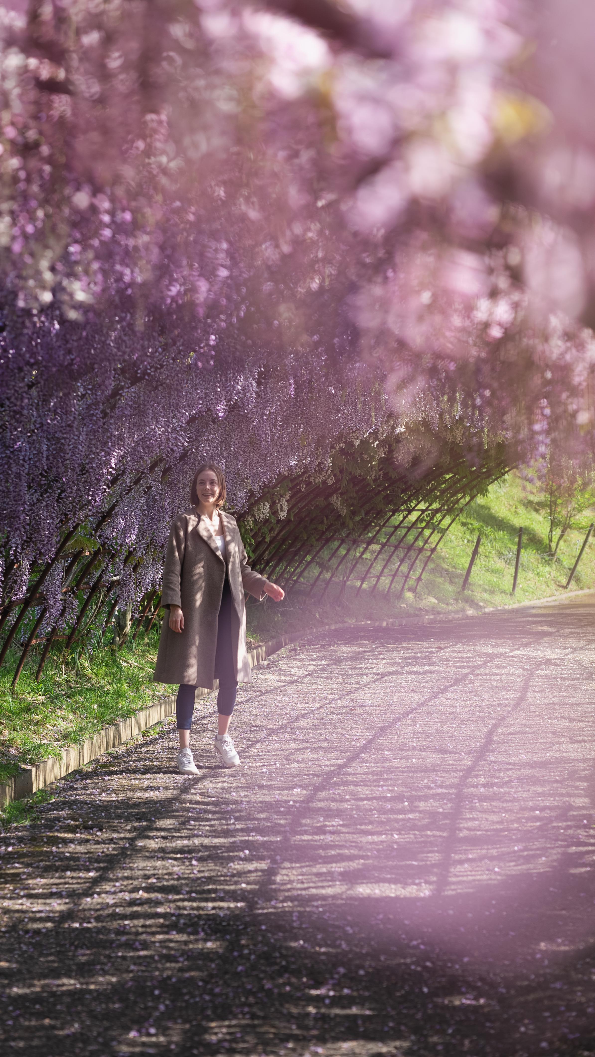 Kawachi Wisteria Garden: A Decade of Dedication