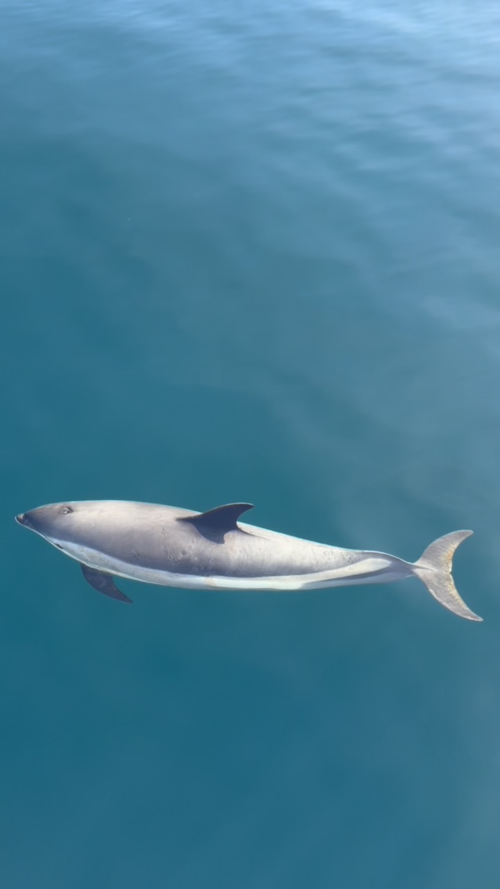 Dolphin Encounters Near Boat And Diver