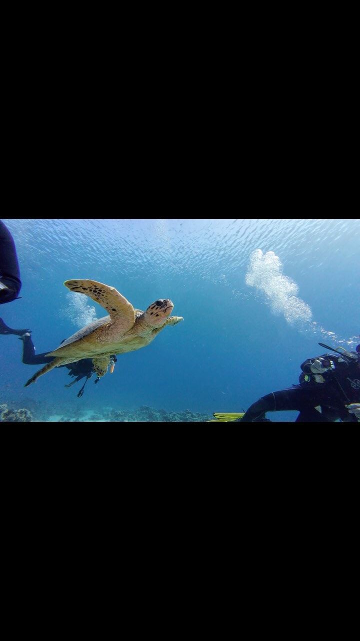 Egypt's Red Sea: Makadi Bay Adventures and Beach Life