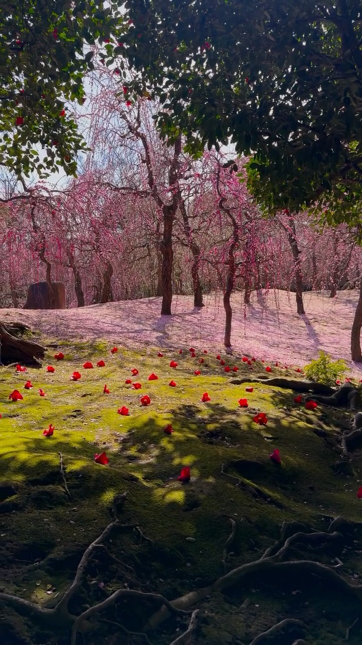 Kyoto Shrines With Plum Gardens
