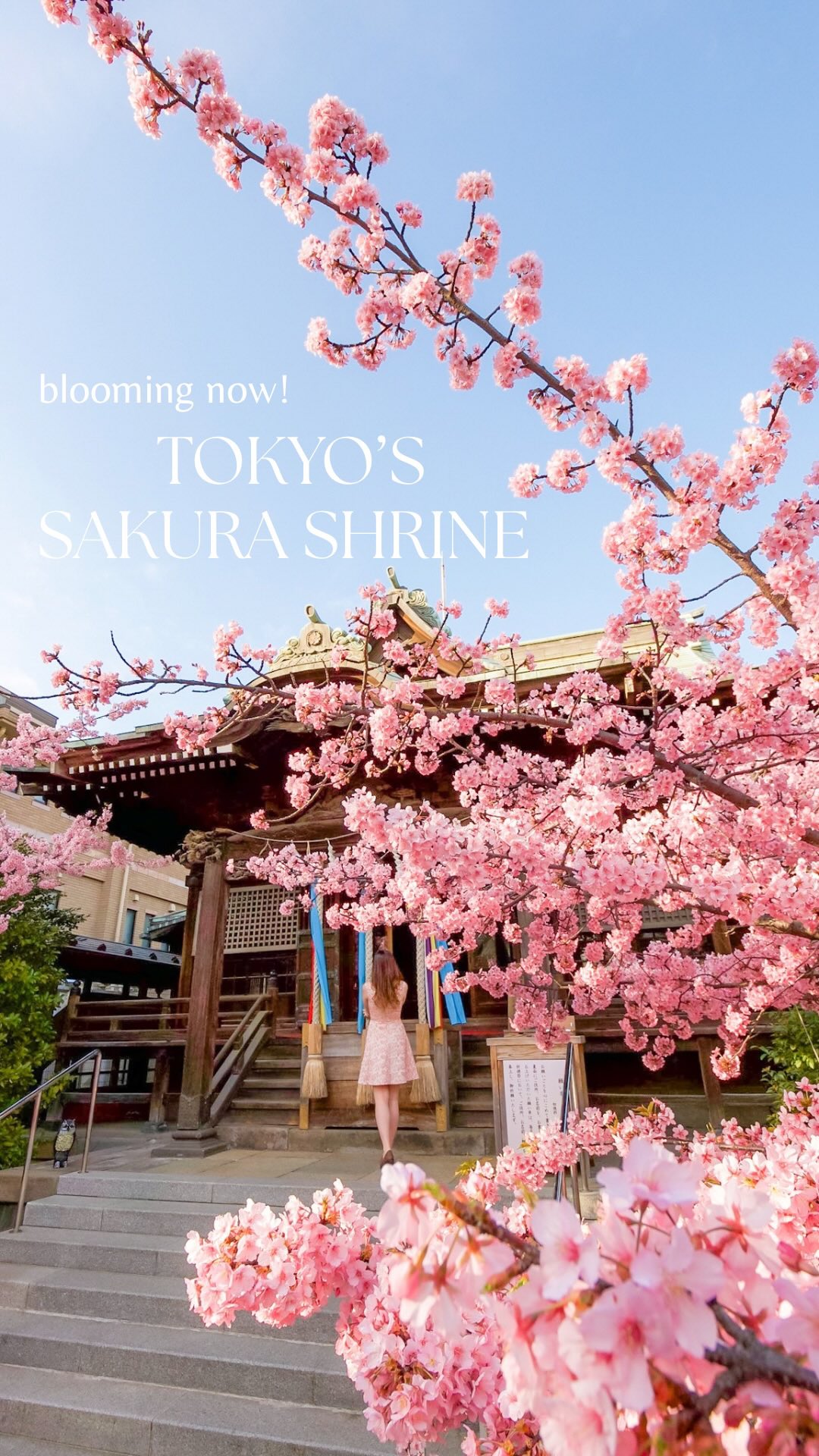 Sakura Shrine: Cherry Blossoms, Charms, and Birdsong