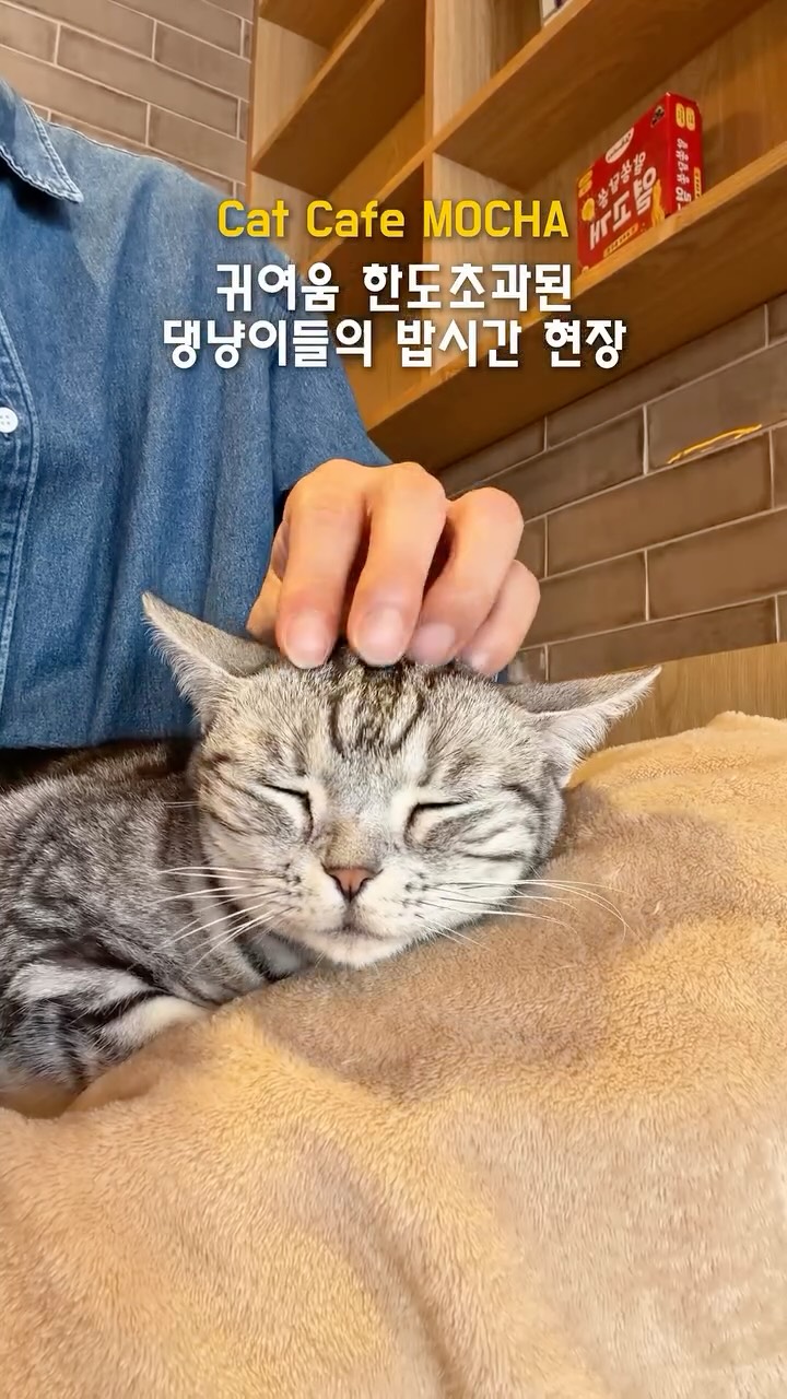 Cat Cafe Mocha Offers Feline Fun and Unlimited Drinks